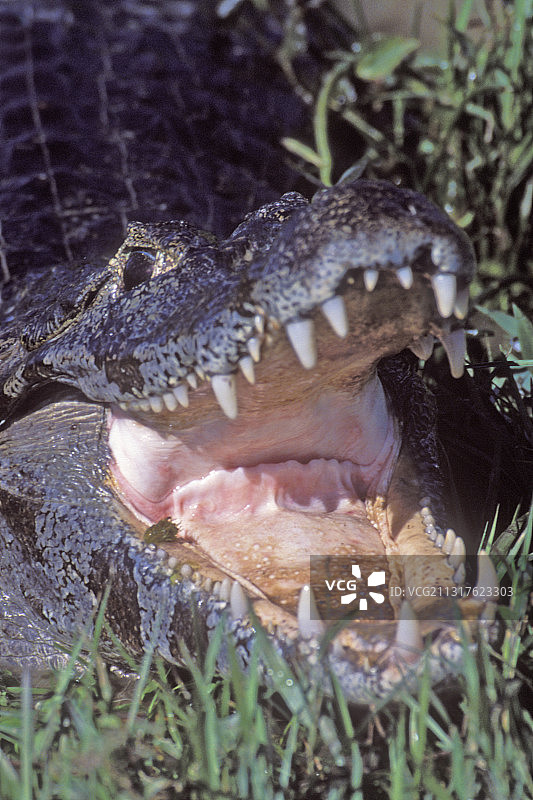 展示牙齿的亚卡雷凯门鳄特写图片素材