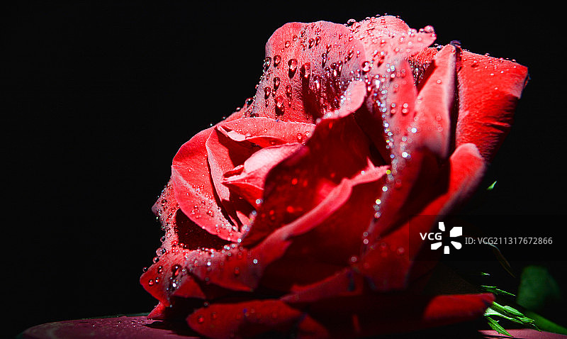 玫瑰特写图片素材