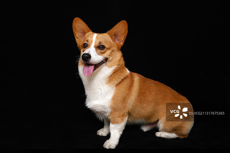 棚拍黑背景柯基犬图片素材