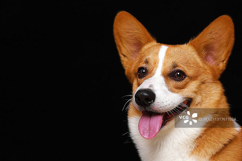 黑色背景柯基犬图片素材