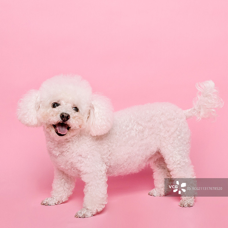 粉色背景贵妇犬图片素材