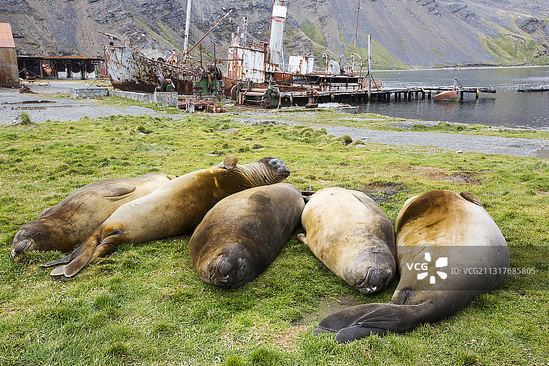 南乔治亚岛格里特维肯的南方象海豹：背后是一艘旧捕鲸船图片素材