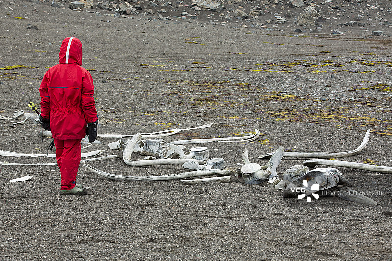 南极半岛利文斯顿岛上的小喙鲸骨骼与探险游轮上的女子图片素材