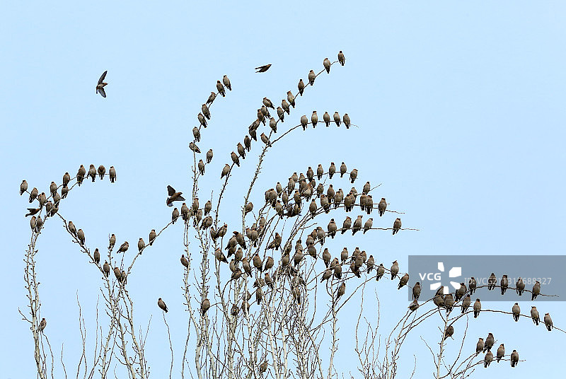 太平鸟报春图片素材