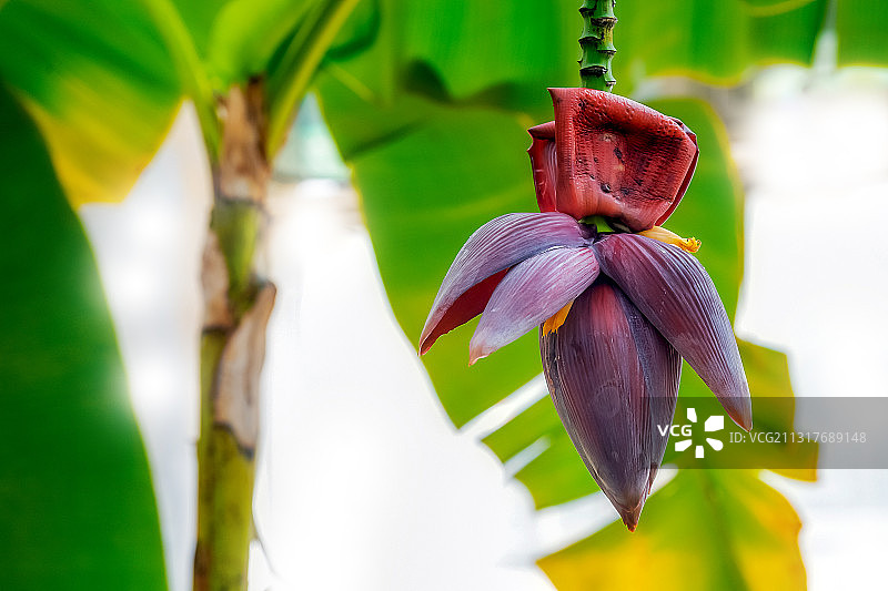 植物园里的香焦树开花了，很是漂亮图片素材
