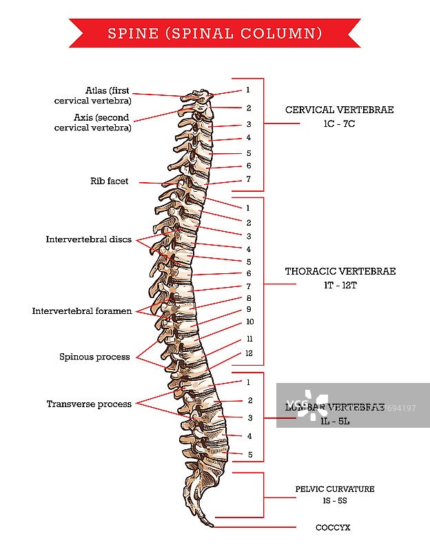 脊椎骨骼解剖素描图片素材