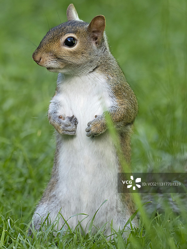 东部灰松鼠图片素材