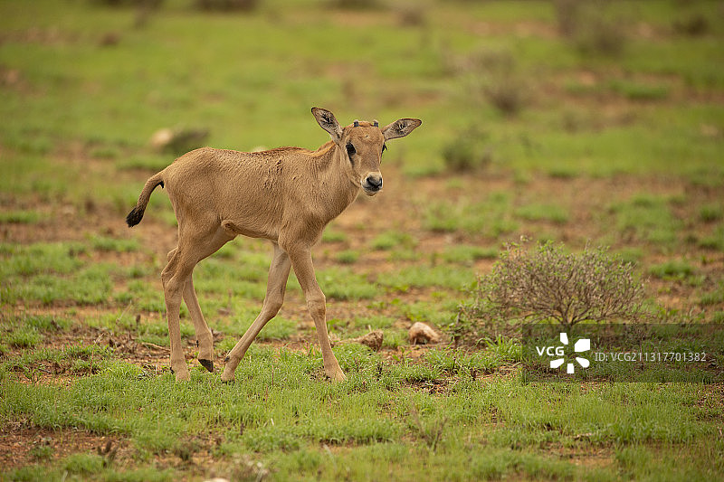 贝萨羚羊图片素材