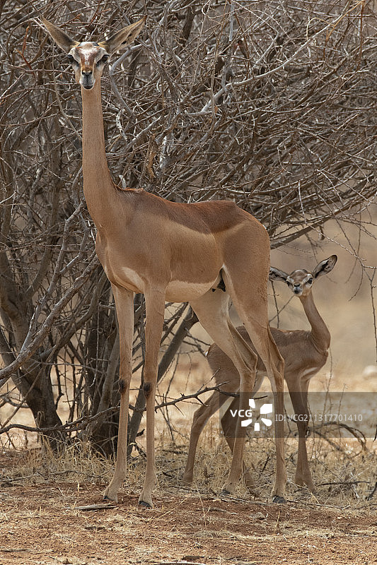 长颈羚图片素材