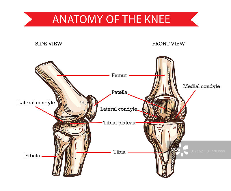 膝盖骨骼和关节的人体解剖草图图片素材