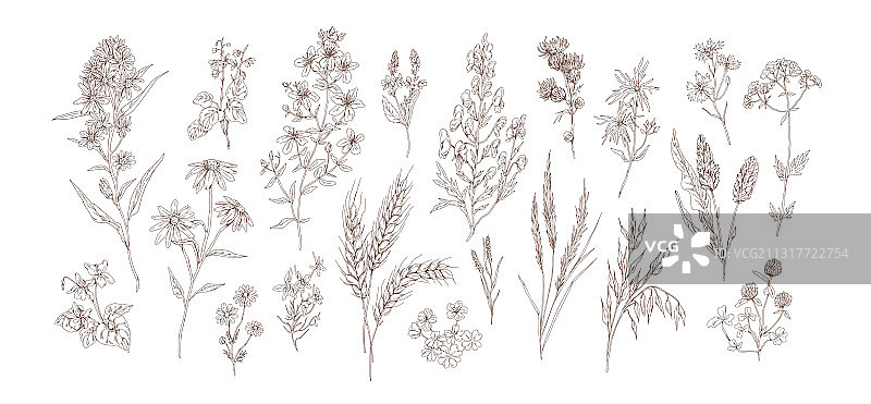 不同草药疗法合集图片素材