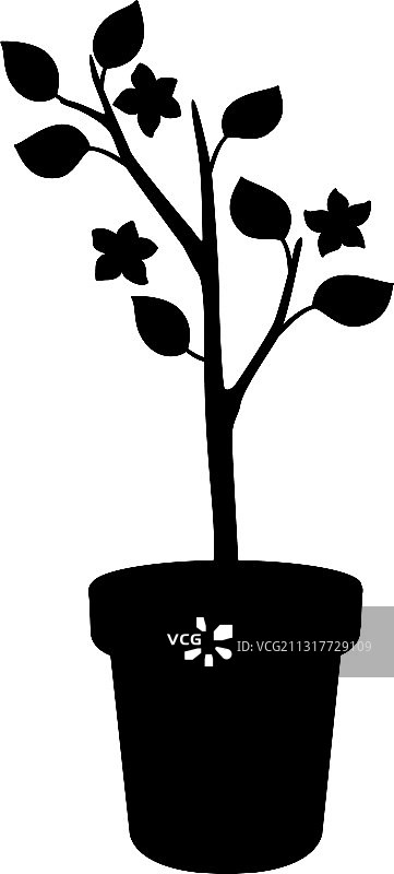 盆栽幼苗剪影图片素材