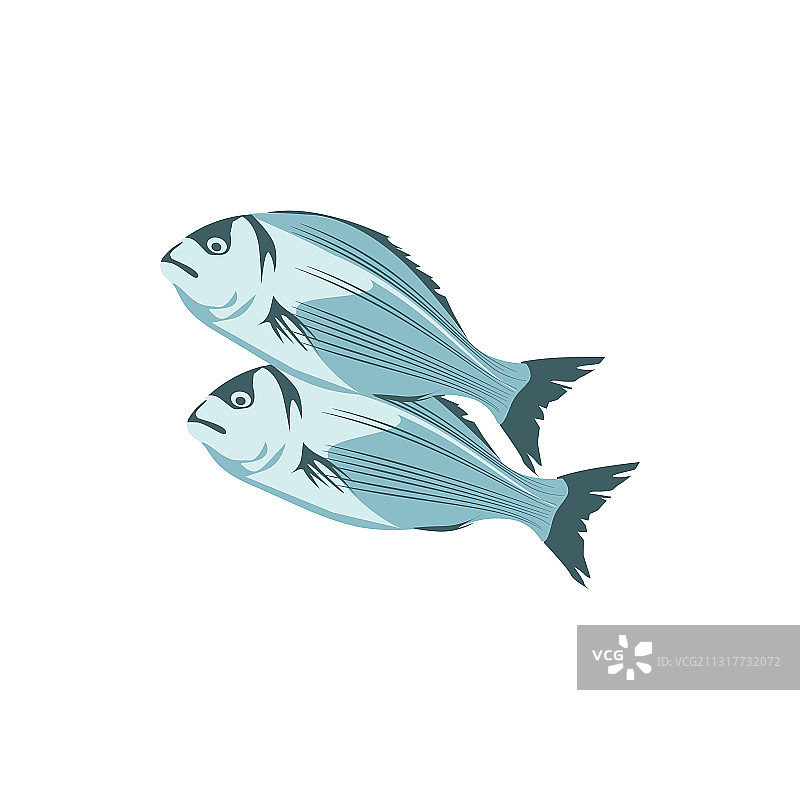 商业鱼类鲈鱼品种图片素材