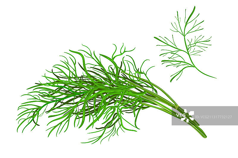 白色背景中的莳萝图片素材