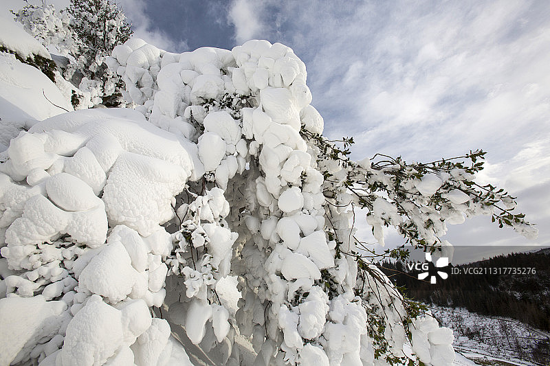 英国湖区赫尔维林山坡被雪覆盖的冬青树图片素材