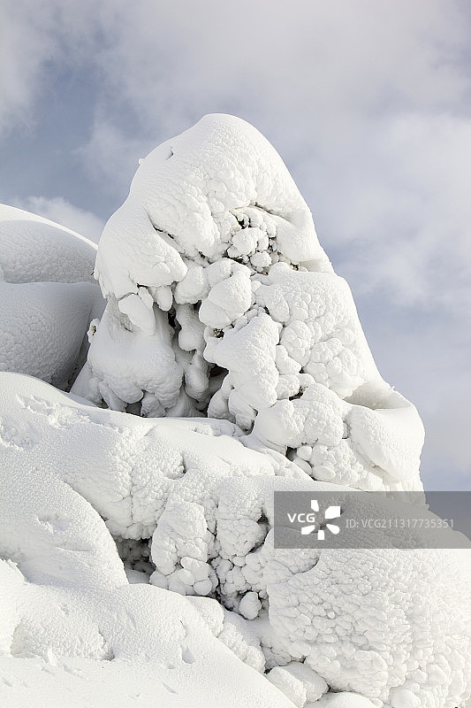 英国湖区赫尔维林山坡被雪覆盖的冬青树图片素材