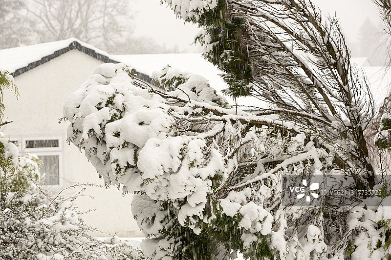 英国湖区安布尔赛德，一棵在雪的重压下弯曲的针叶树图片素材