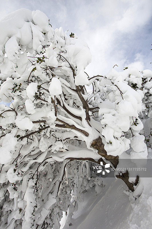 英国湖区赫尔维林山坡被雪覆盖的冬青树图片素材