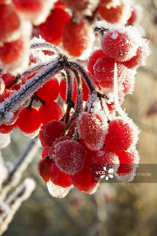 英国莱斯特郡花楸浆果上的霜图片素材