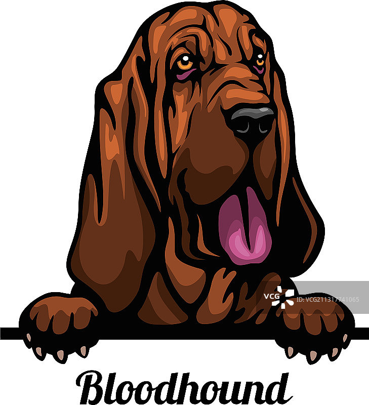 寻血猎犬彩色犬种面部头像图片素材