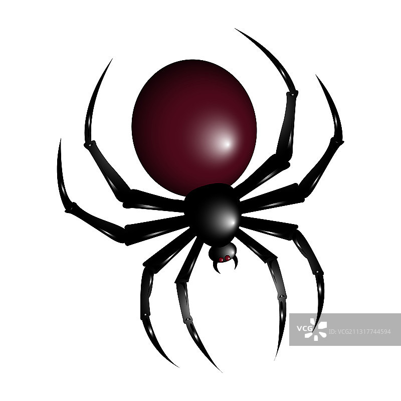 万圣节蜘蛛图案图片素材
