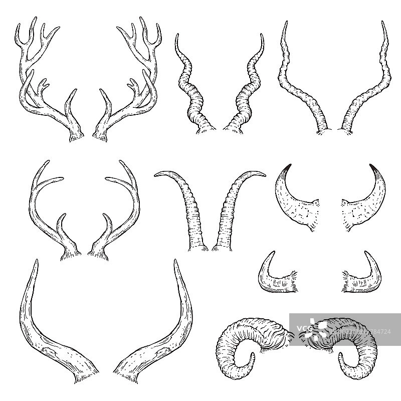 手绘动物角黑白素材图片素材