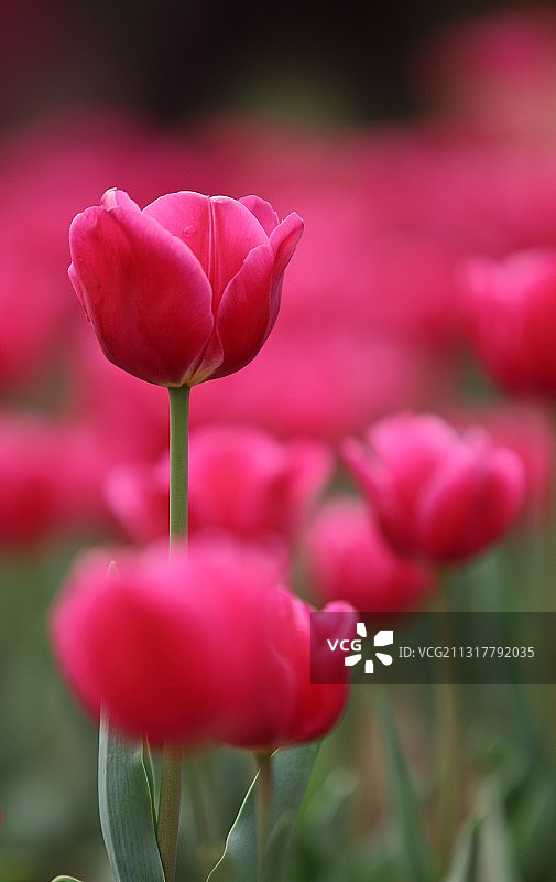 郁金香图片素材