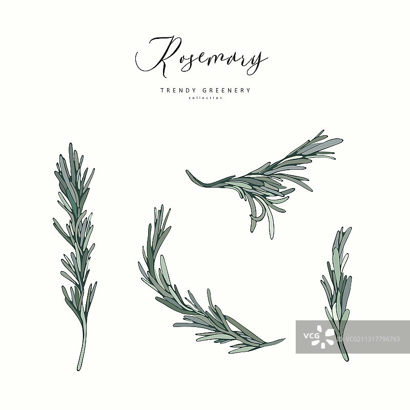 手绘婚礼香草植物迷迭香枝图片素材