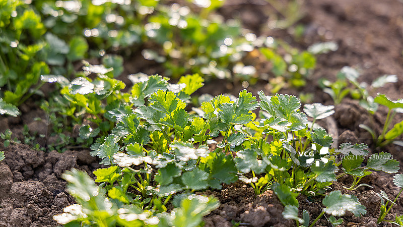春天早晨阳光下菜地里新鲜的香菜特写图片素材
