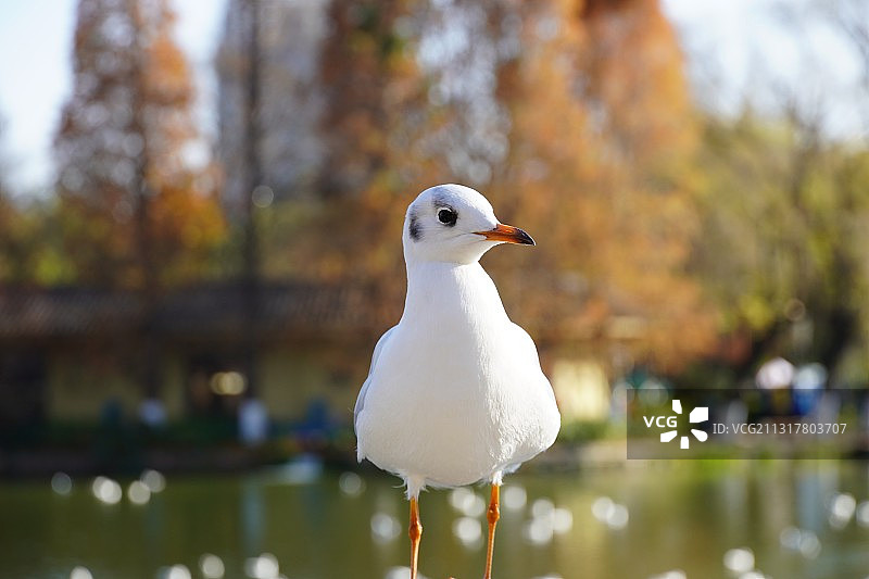红嘴鸥图片素材
