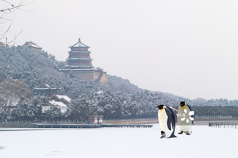 昆明湖来客图片素材