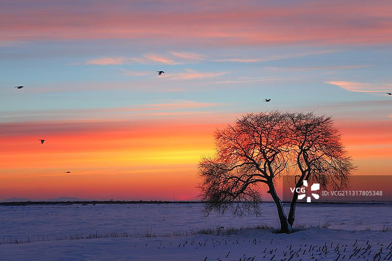 树，剪影，冬天图片素材