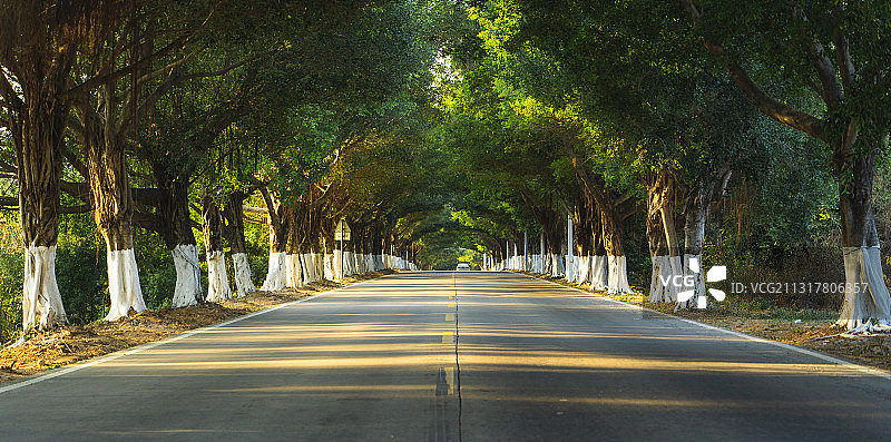 日落林荫道图片素材