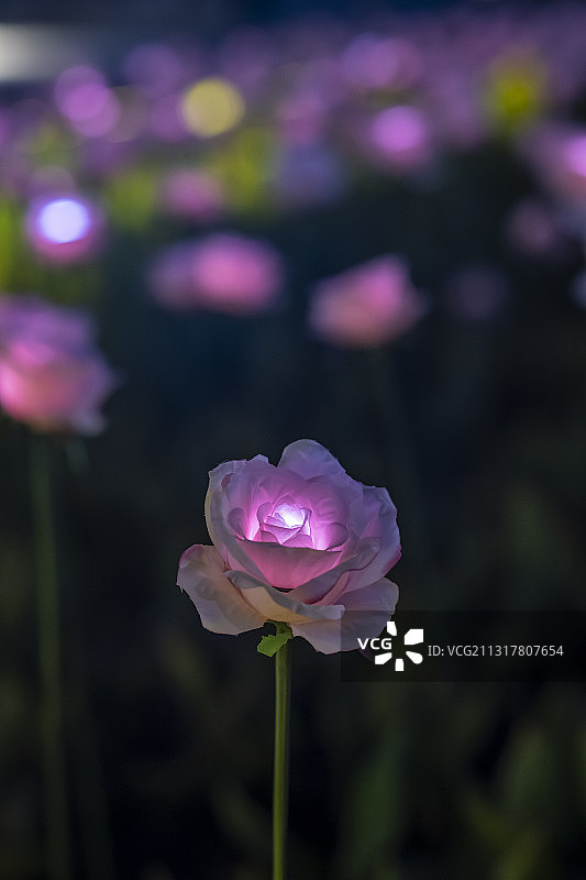 广场玫瑰灯夜景图片素材
