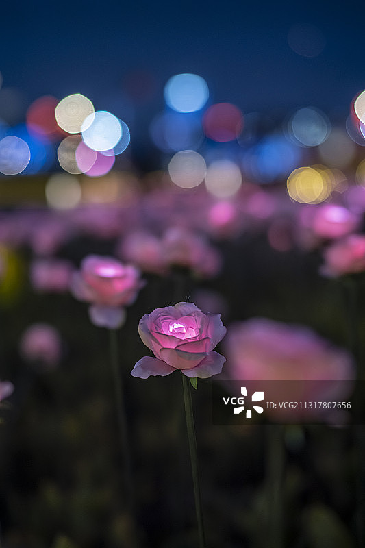 广场玫瑰灯夜景图片素材