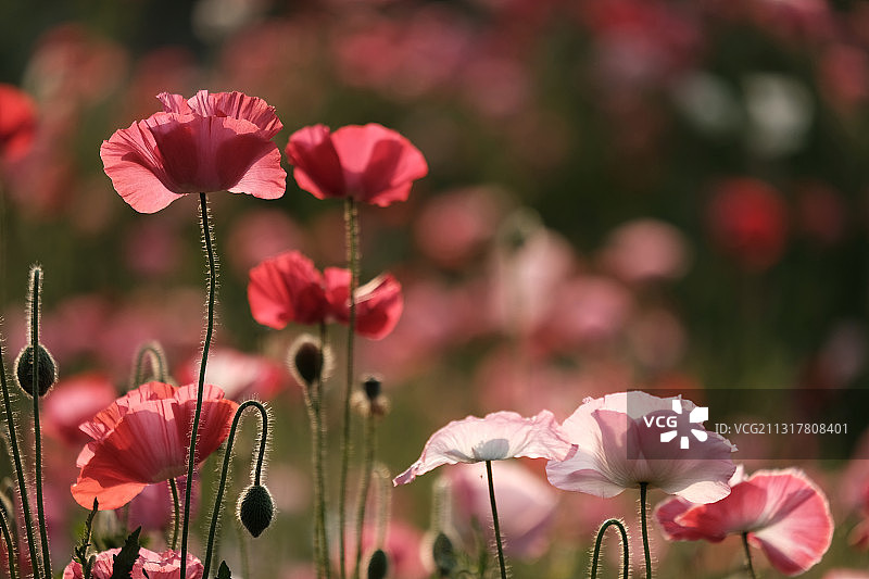 虞美人图片素材