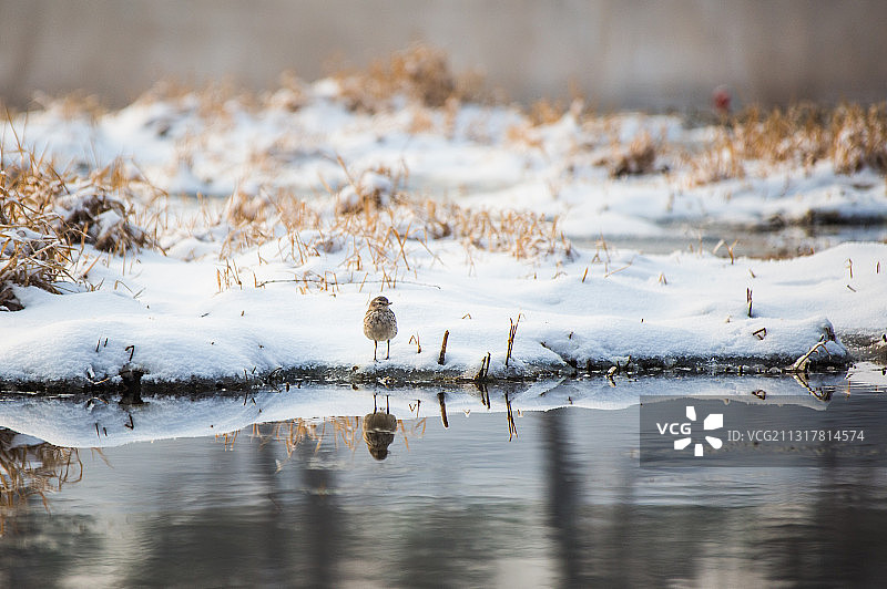 寒江小鸟图片素材