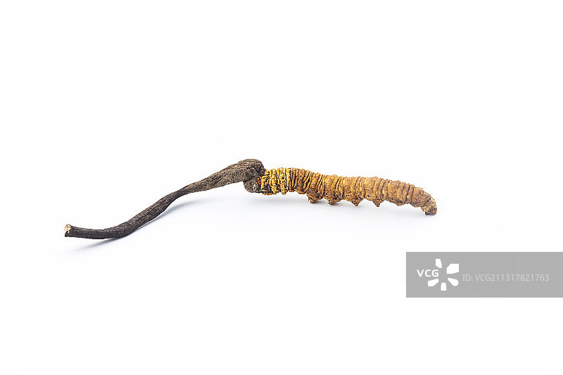 冬虫夏草图片素材