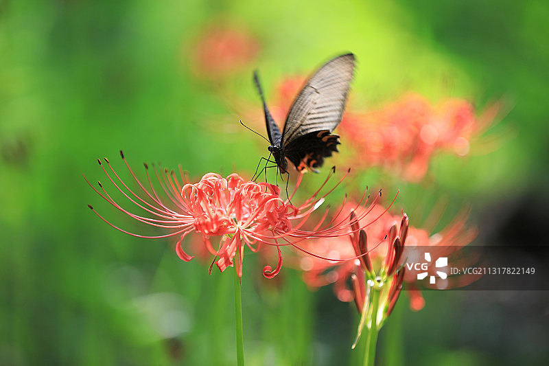 蝶恋花图片素材