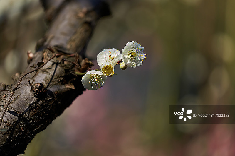 梅花图片素材