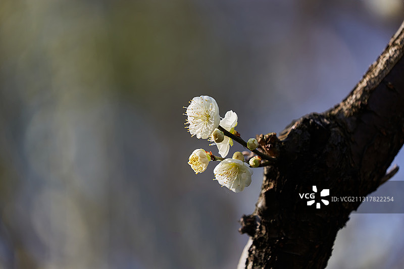 梅花图片素材