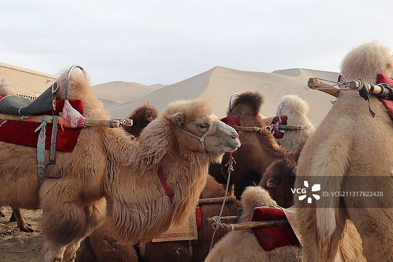 沙漠驼队图片素材