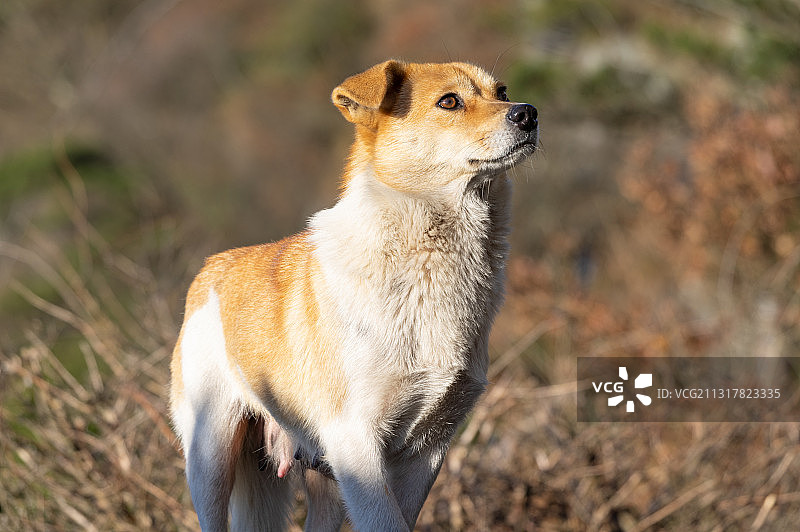 公园里可爱的中华田园犬图片素材