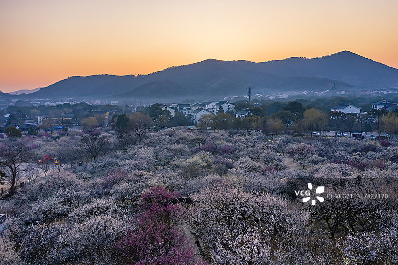 清晨时分苏州光福香雪海的梅花图片素材