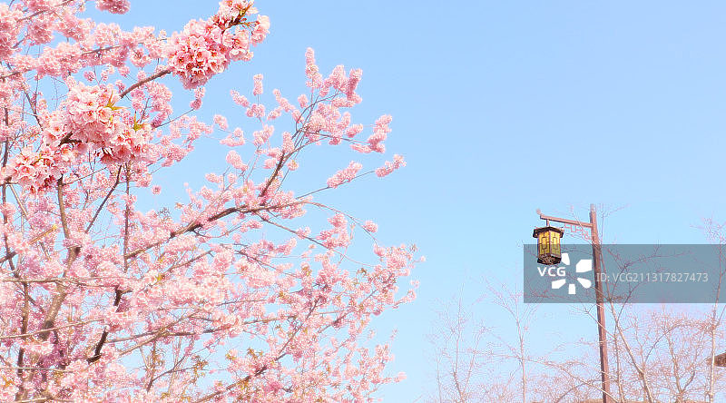 三月，扬州鉴真路的樱花图片素材