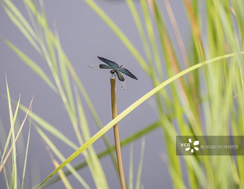 蓝蜻蜓图片素材
