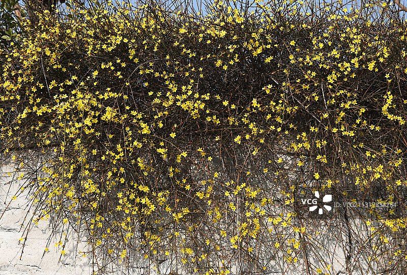 山东枣庄荆河沿岸绽放的迎春花图片素材