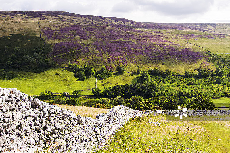 英国约克郡山谷中盛开石楠花的利托戴尔图片素材