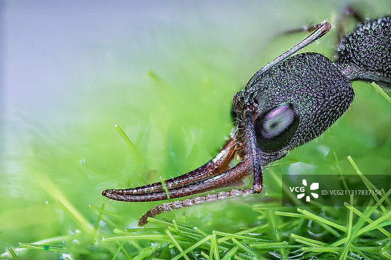 猎镰猛蚁 Harpegnathos venator图片素材
