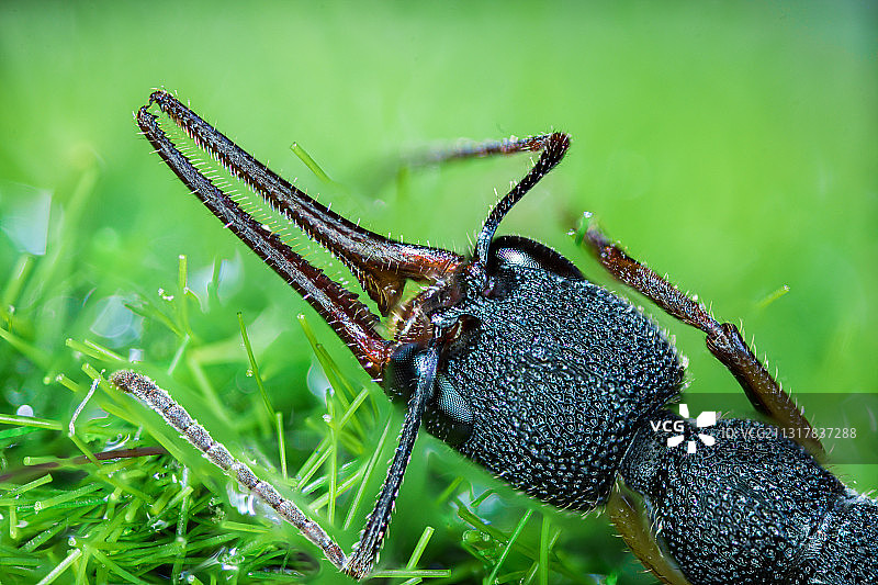 猎镰猛蚁Harpegnathos venator图片素材